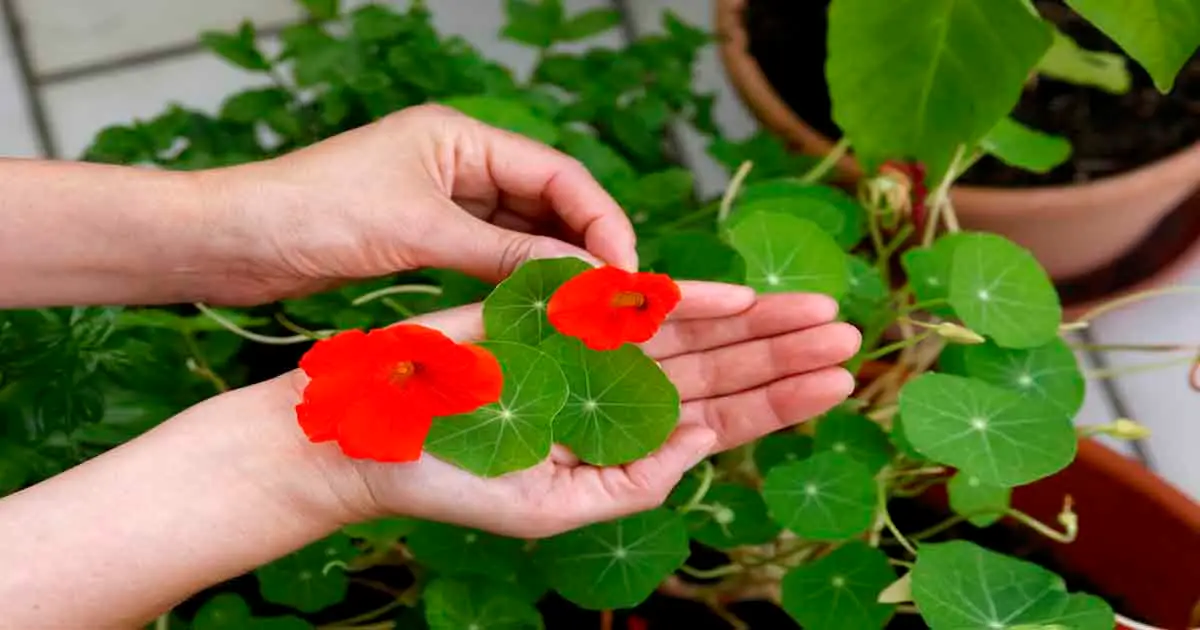Benefits of growing nasturtiums in your garden