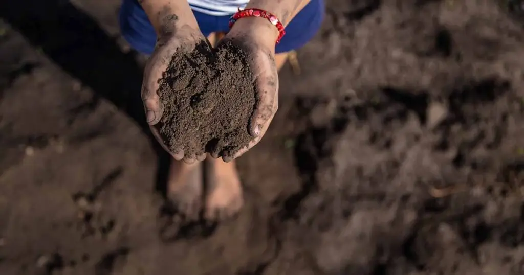The importance of soil structure in a healthy garden My Journey